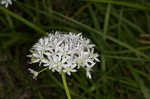 Meadow garlic